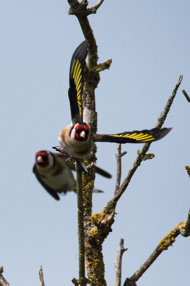 Belle rencontre avec le chardonneret &eacute;l&eacute;gant