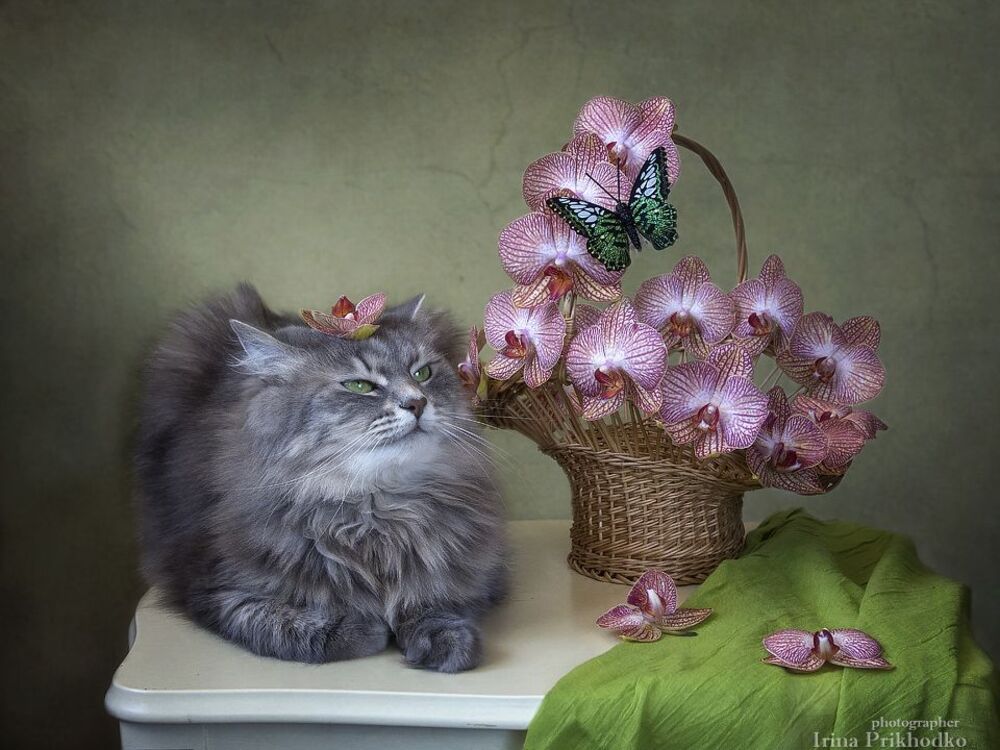 Мадам Баттерфляй