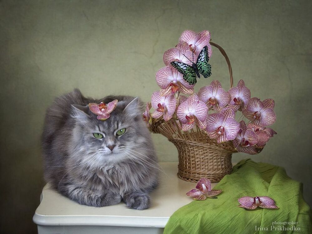 Мадам Баттерфляй