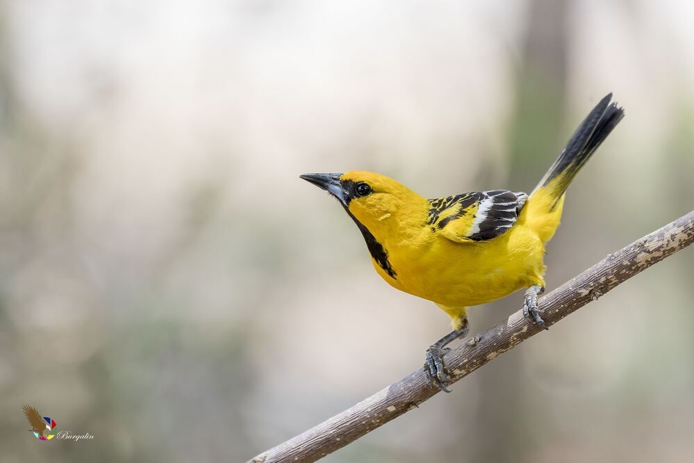 Streak-backed Oriole (Icterus pustulatus) Bolsero Dorsilistado (Chilchote, Chilto, Chorch&iacute;n, Chorcha) R