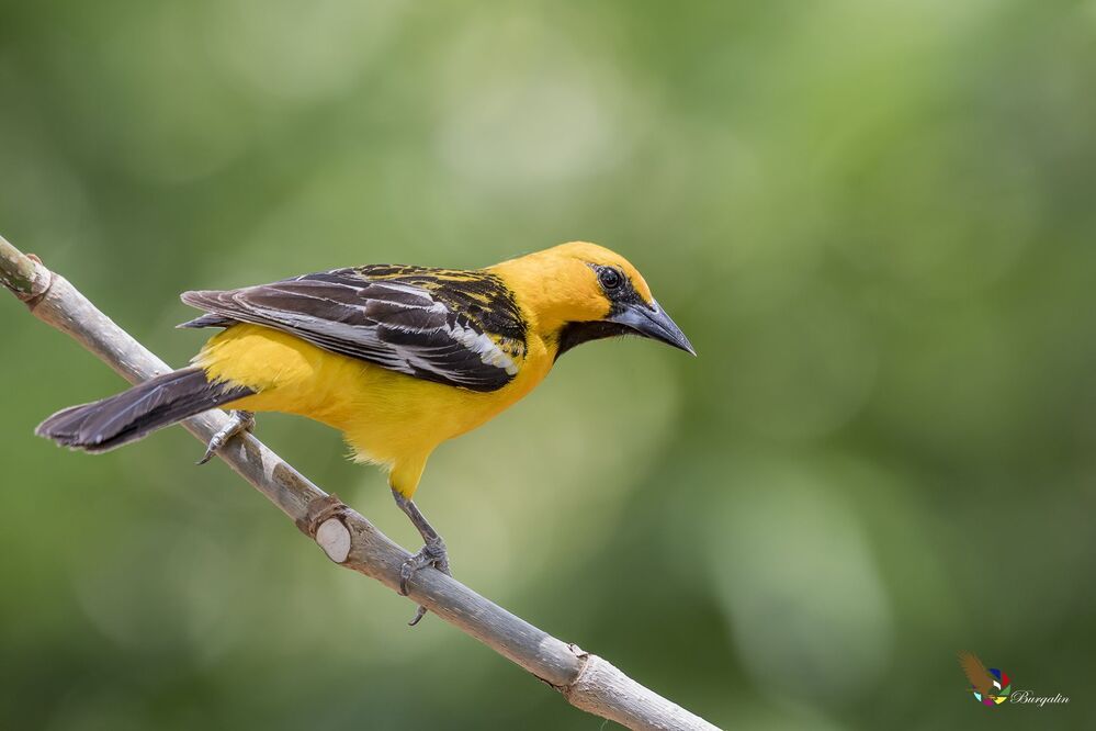 Streak-backed Oriole (Icterus pustulatus) Bolsero Dorsilistado (Chilchote, Chilto, Chorch&iacute;n, Chorcha) R