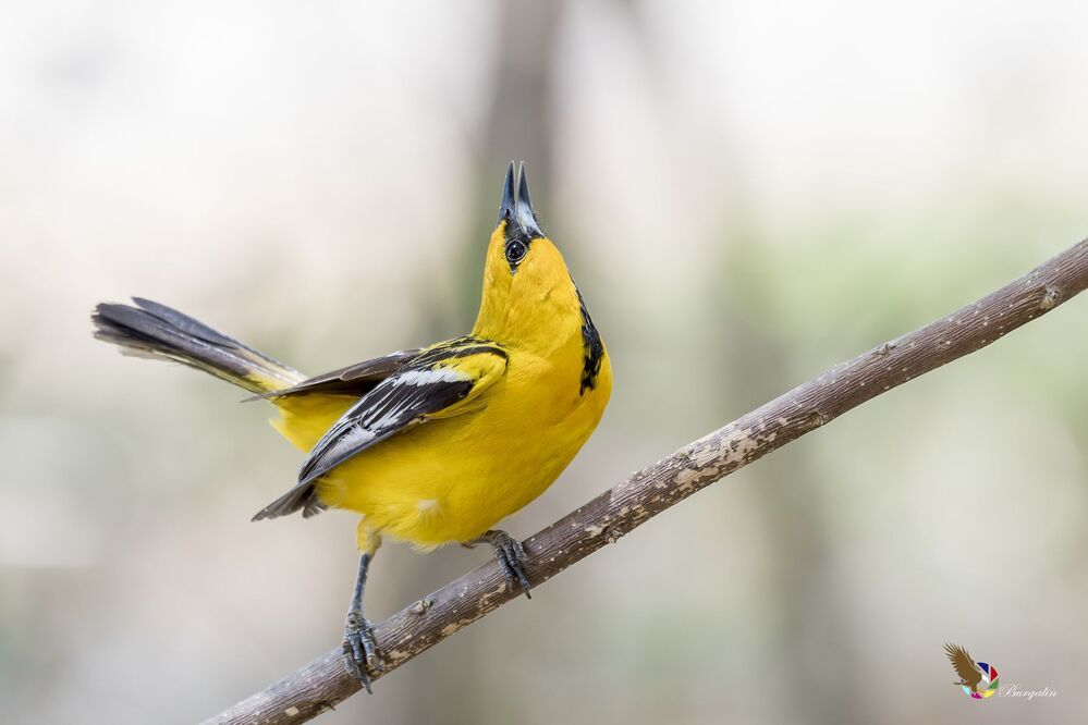 Streak-backed Oriole (Icterus pustulatus) Bolsero Dorsilistado (Chilchote, Chilto, Chorch&iacute;n, Chorcha) R