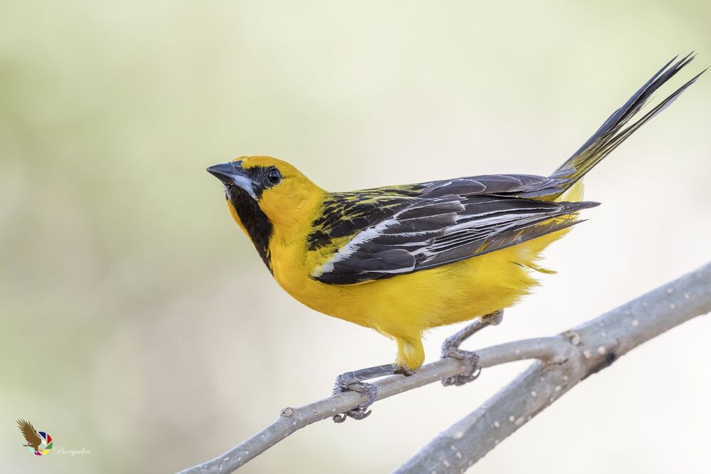 Streak-backed Oriole (Icterus pustulatus) Bolsero Dorsilistado (Chilchote, Chilto, Chorch&iacute;n, Chorcha) R