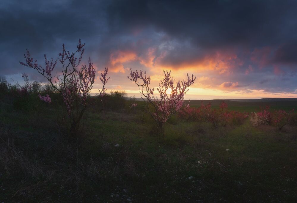 Персиковый сад на закате.