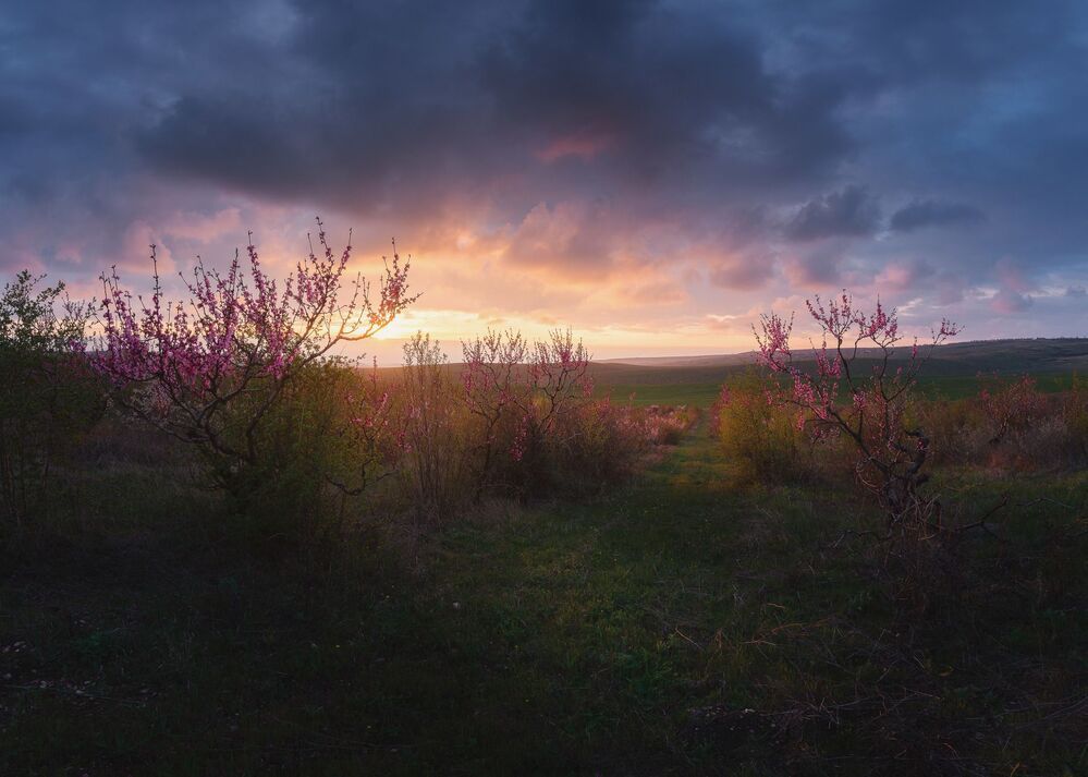 Персиковый сад на закате.