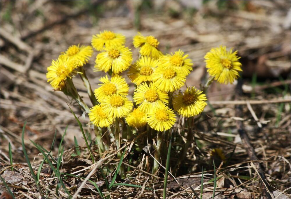 Мать-и-мачеха(Tussilago)