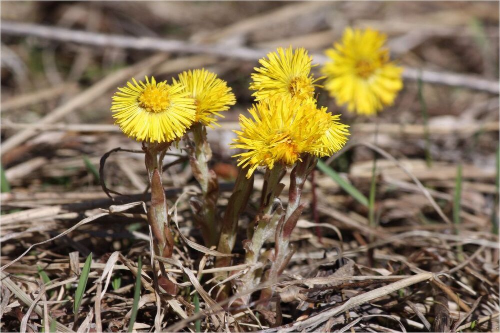 Мать-и-мачеха(Tussilago)