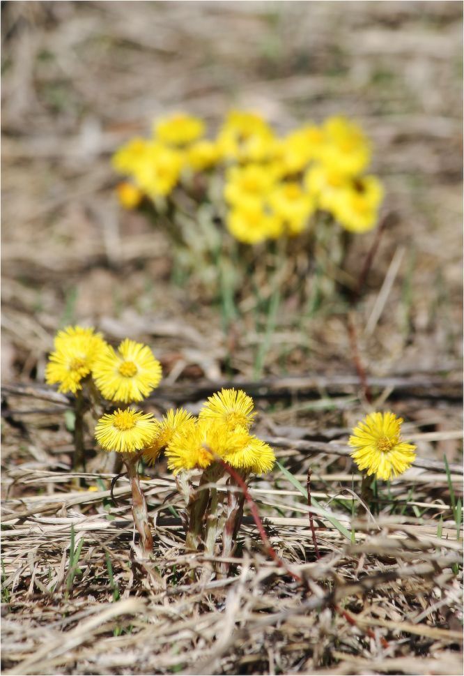 Мать-и-мачеха(Tussilago)