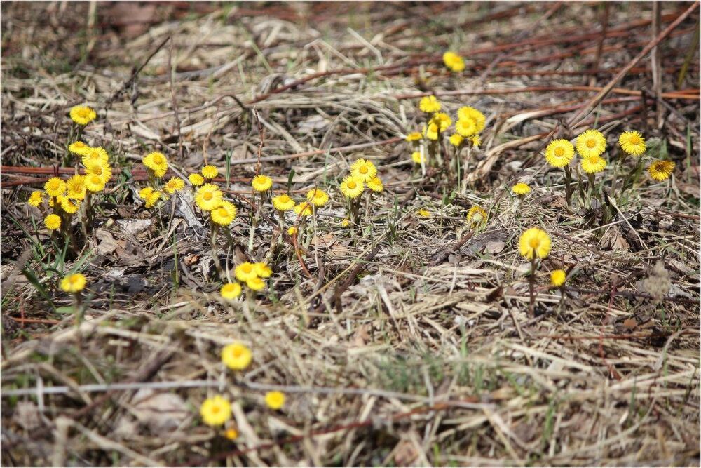 Мать-и-мачеха(Tussilago)