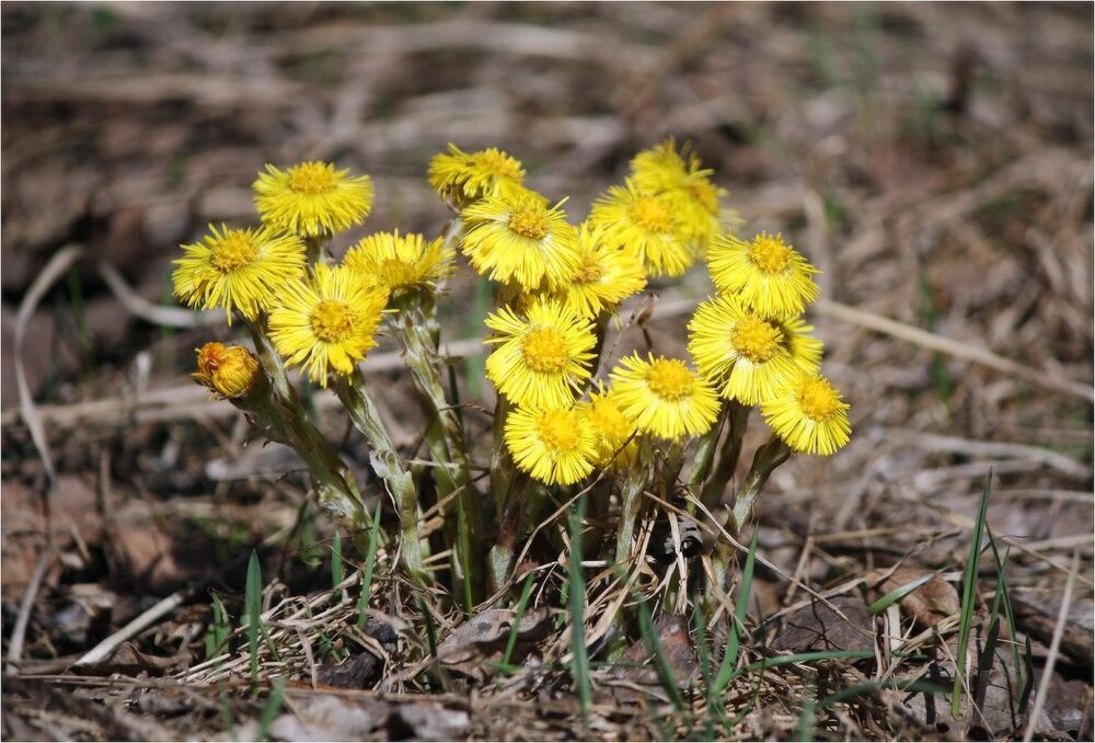 Мать-и-мачеха(Tussilago)