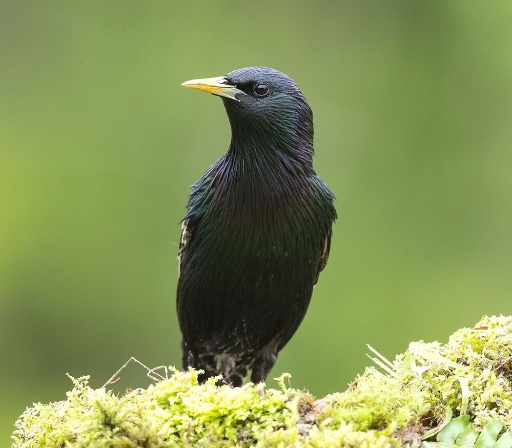 Обыкновенный скворец - Common starling