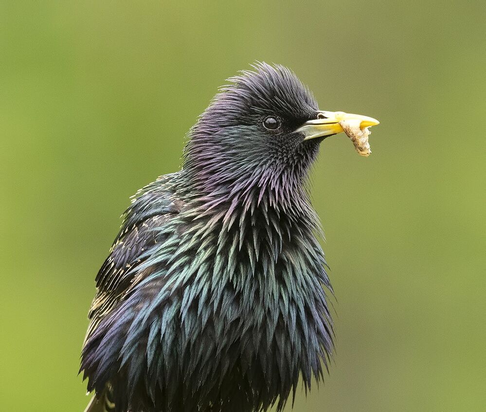 Обыкновенный скворец - Common starling