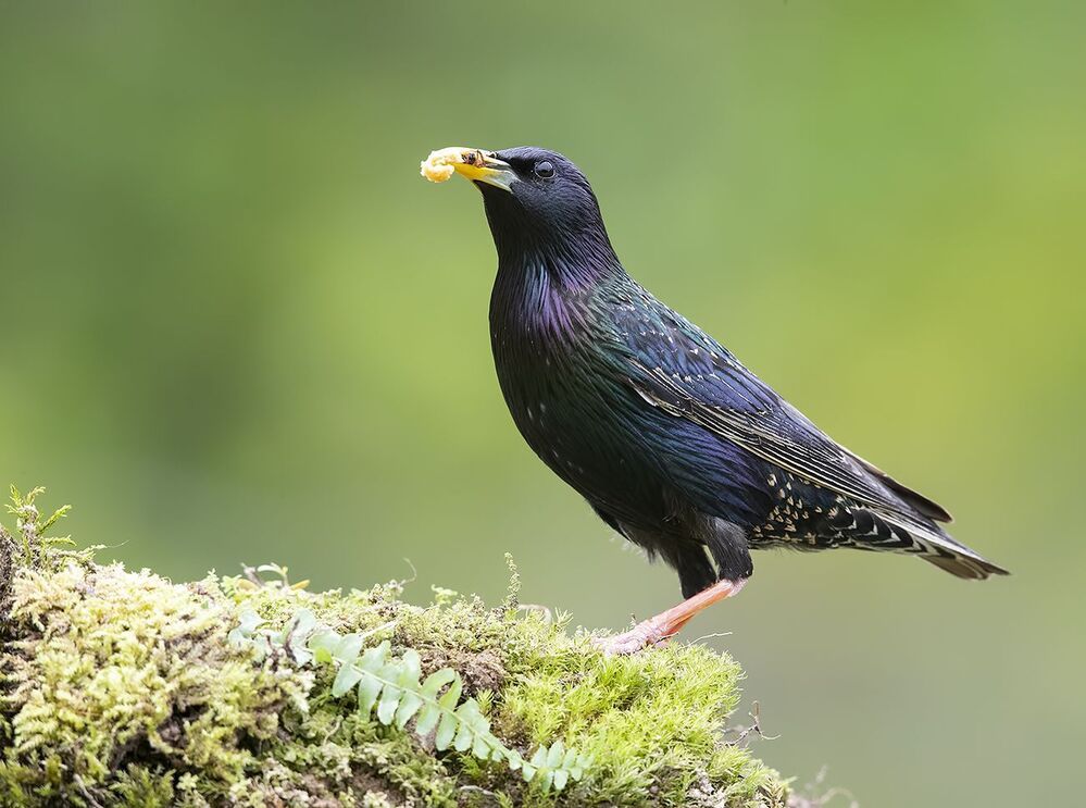 Обыкновенный скворец - Common starling