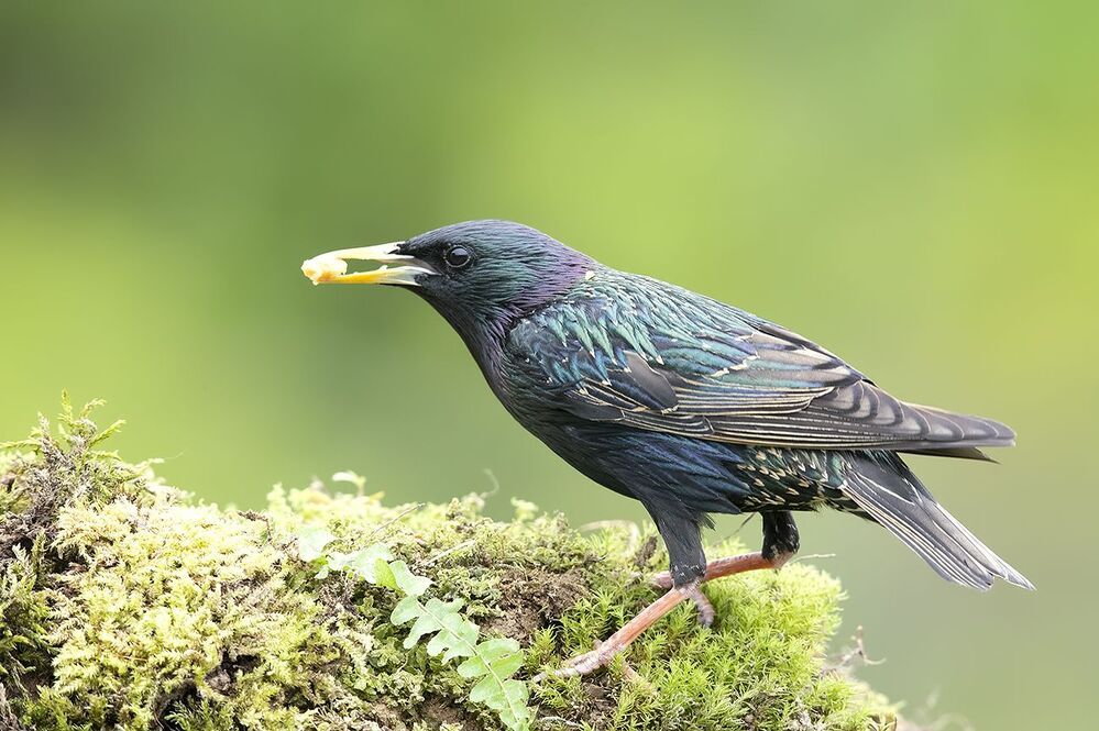Обыкновенный скворец - Common starling
