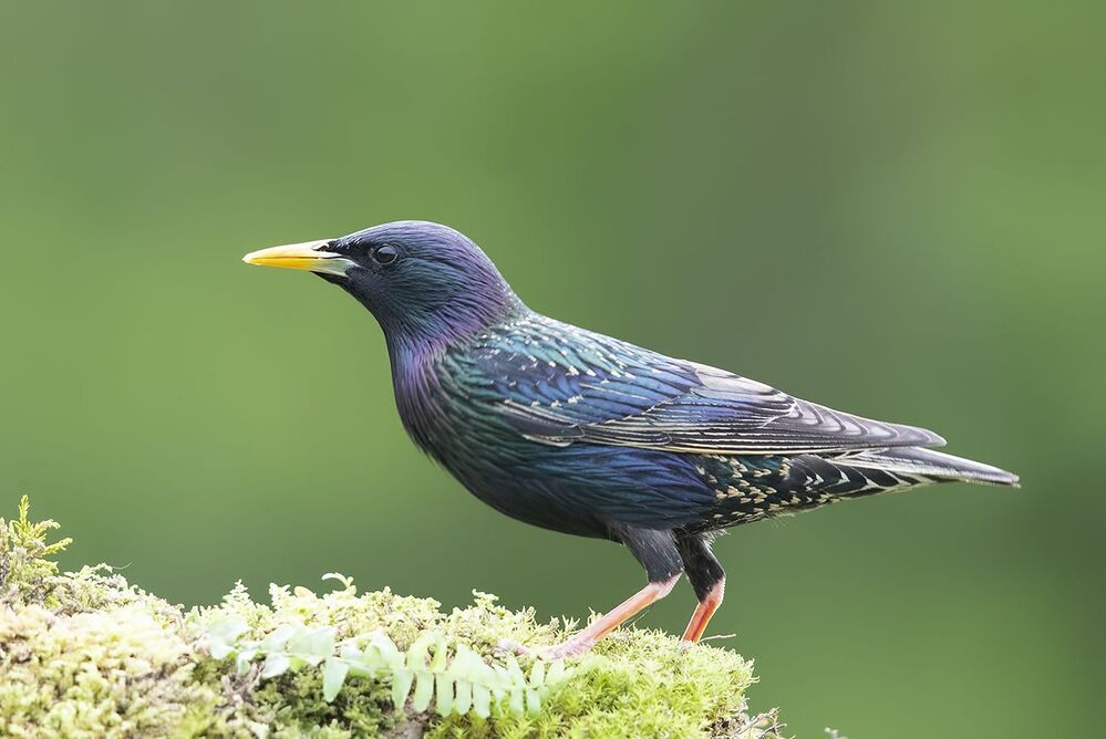 Обыкновенный скворец - Common starling