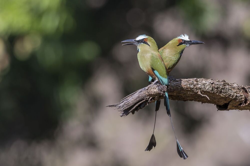 Turquoise-browed Motmot (Eumomota superciliosa) Momoto Cejiceleste (P&aacute;jaro Bobo) R