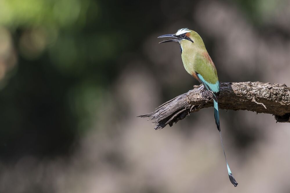 Turquoise-browed Motmot (Eumomota superciliosa) Momoto Cejiceleste (P&aacute;jaro Bobo) R