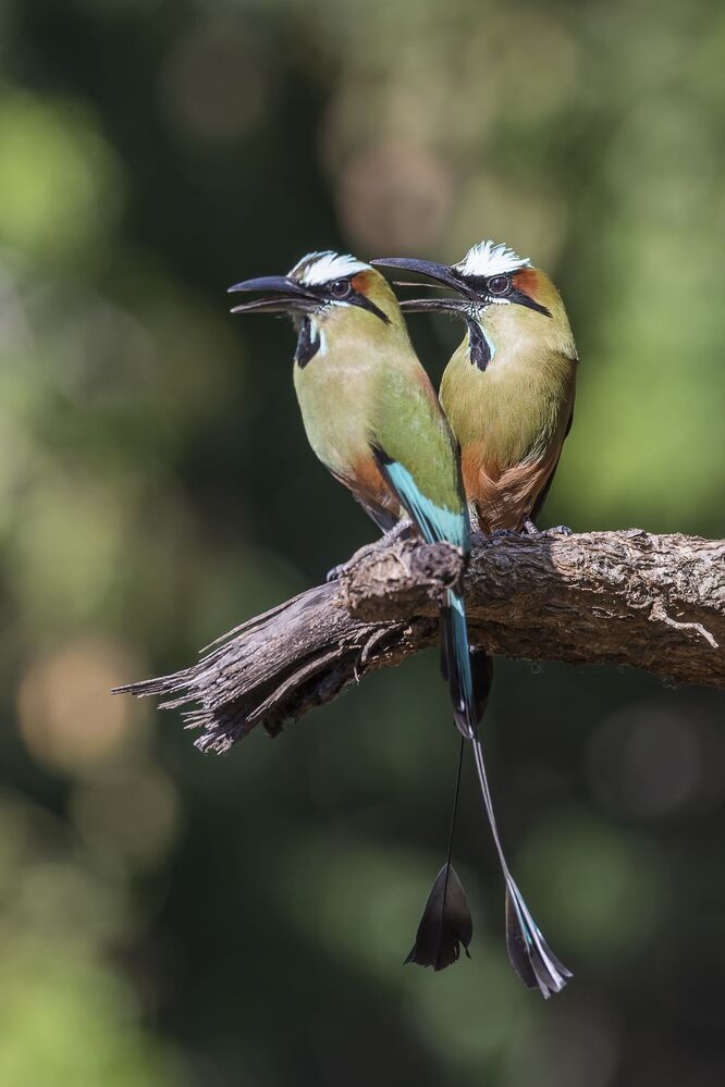 Turquoise-browed Motmot (Eumomota superciliosa) Momoto Cejiceleste (P&aacute;jaro Bobo) R