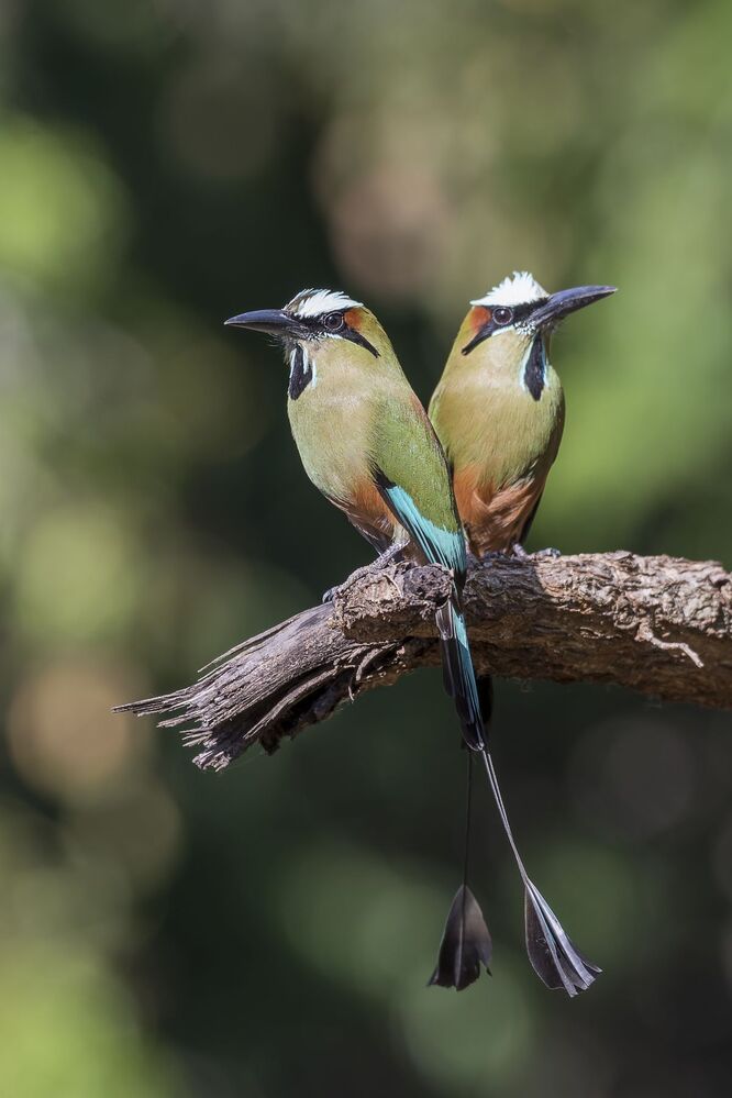 Turquoise-browed Motmot (Eumomota superciliosa) Momoto Cejiceleste (P&aacute;jaro Bobo) R