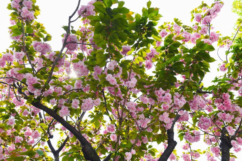Sakura. Kanzen.