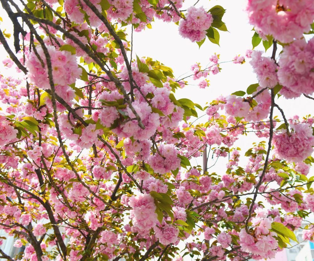 Sakura. Kanzen.