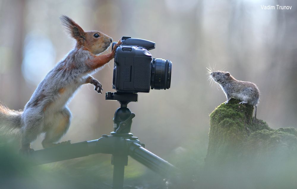 Mouse photoshoot