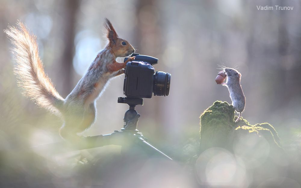 Mouse photoshoot
