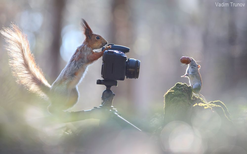 Mouse photoshoot