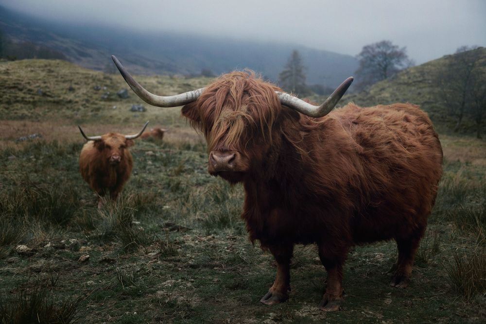 Highland cows