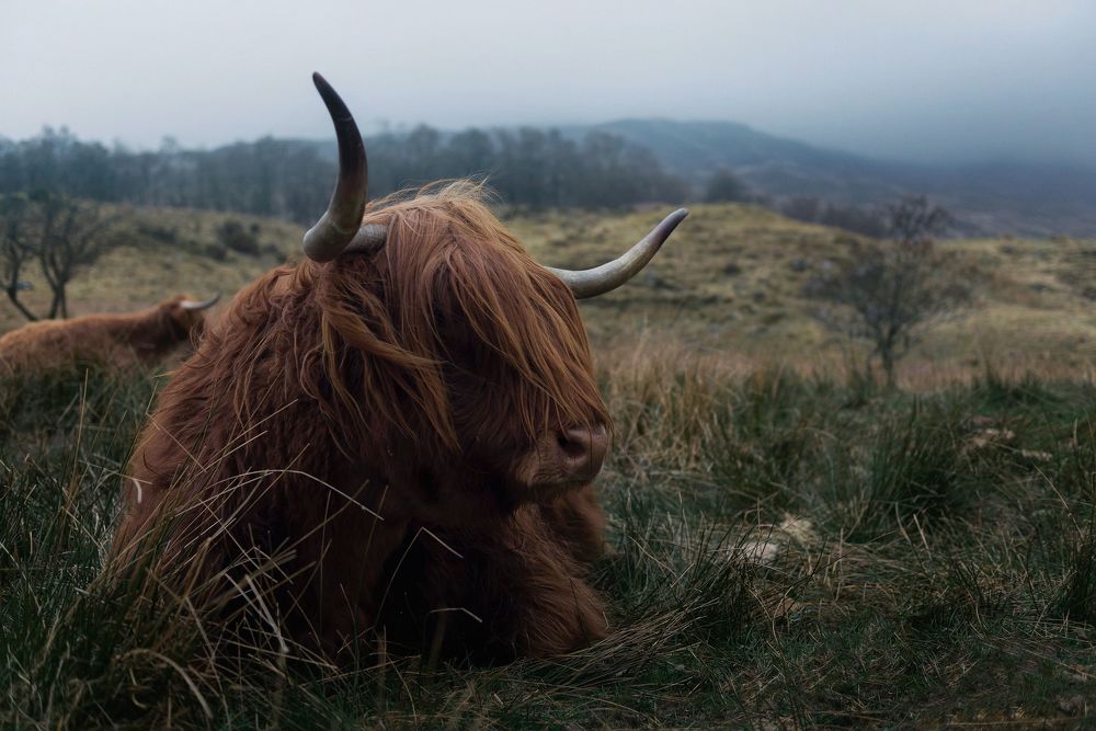 Highland cows