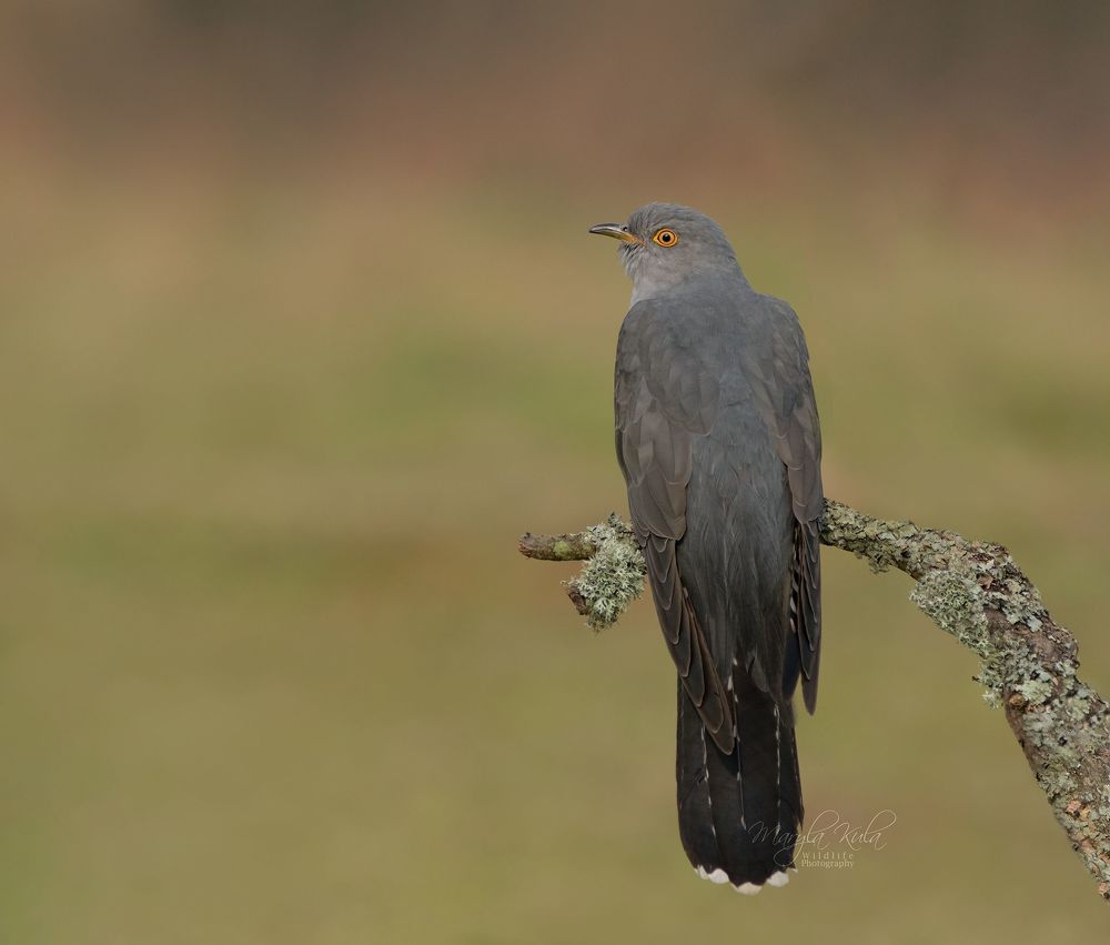 Cuckoo