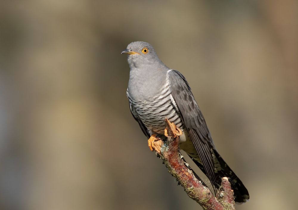 Cuckoo