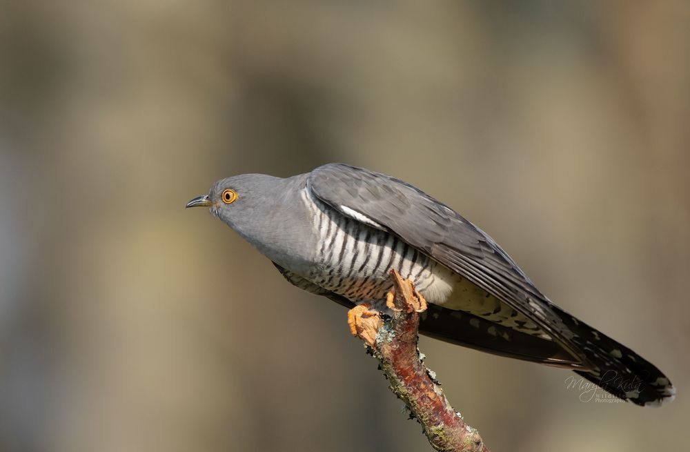 Cuckoo
