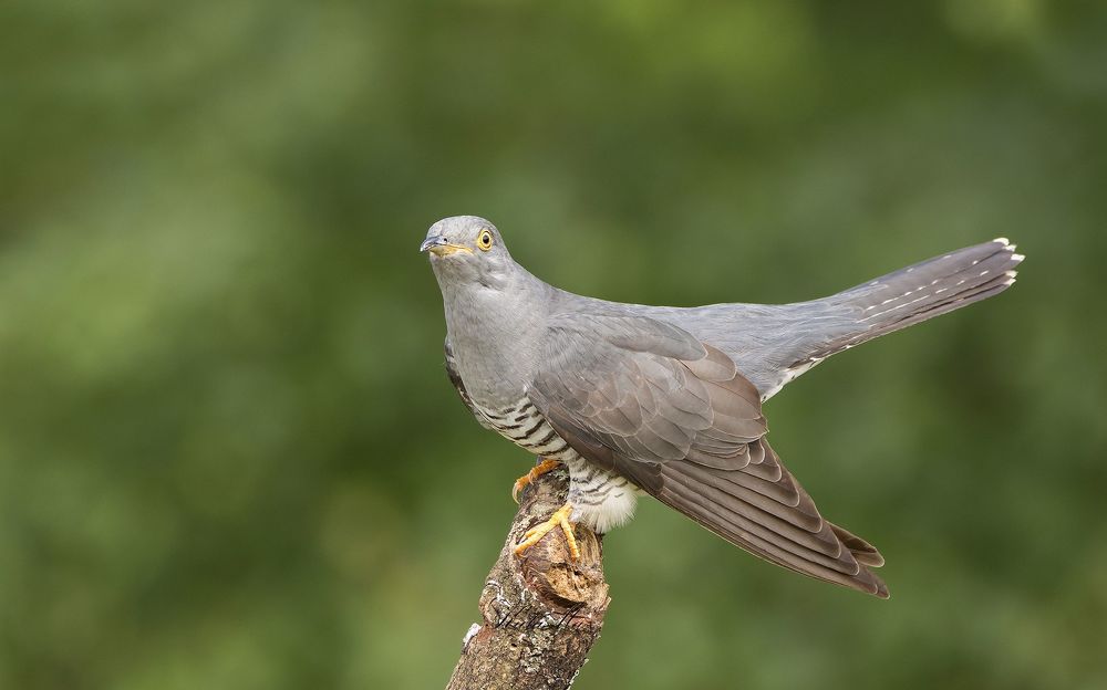 Cuckoo