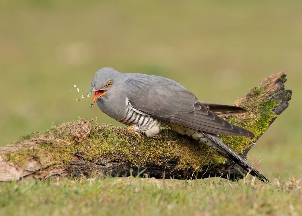 Cuckoo