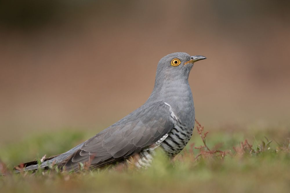 Cuckoo