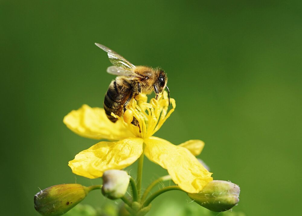 Bee