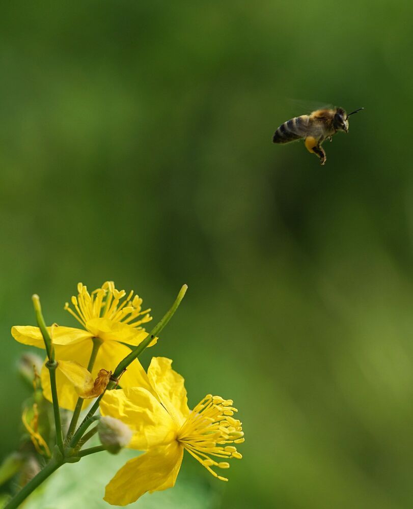 Bee