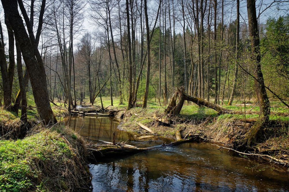Весна на р.Ремежь.