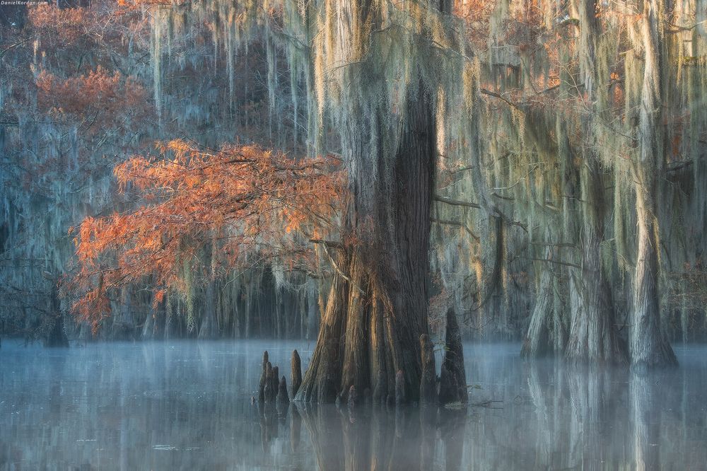 Cypress swamps