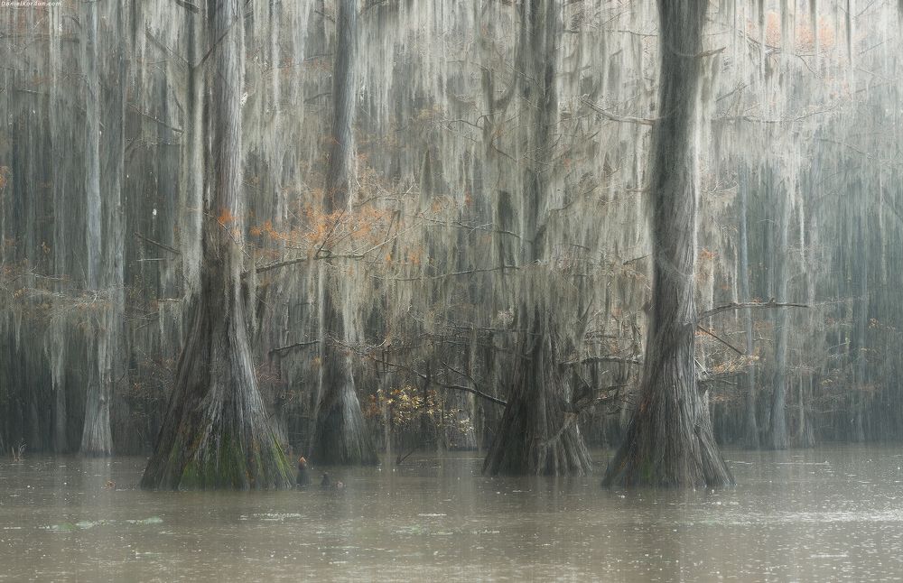 Cypress swamps