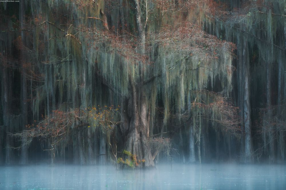 Cypress swamps