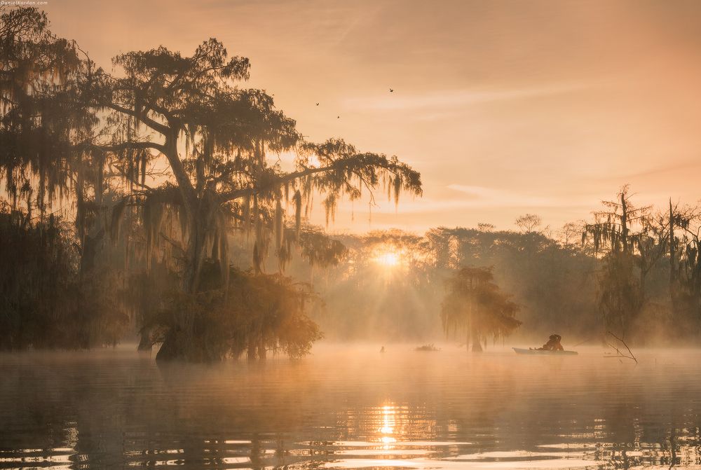 Cypress swamps