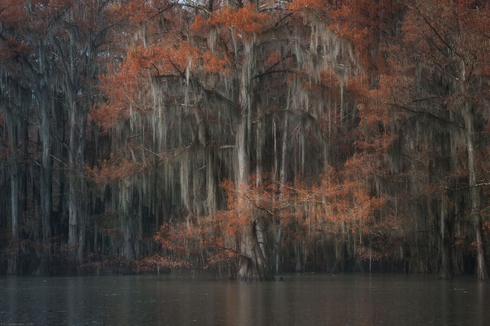 Cypress swamps
