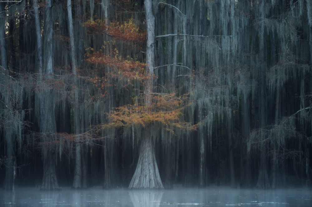 Cypress swamps