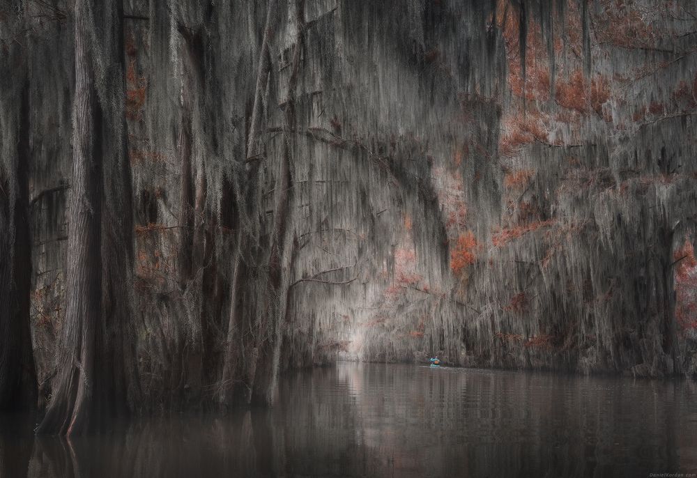 Cypress swamps