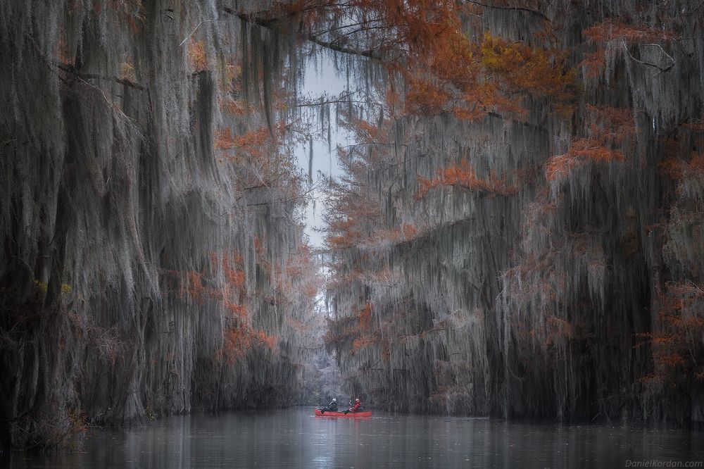 Cypress swamps