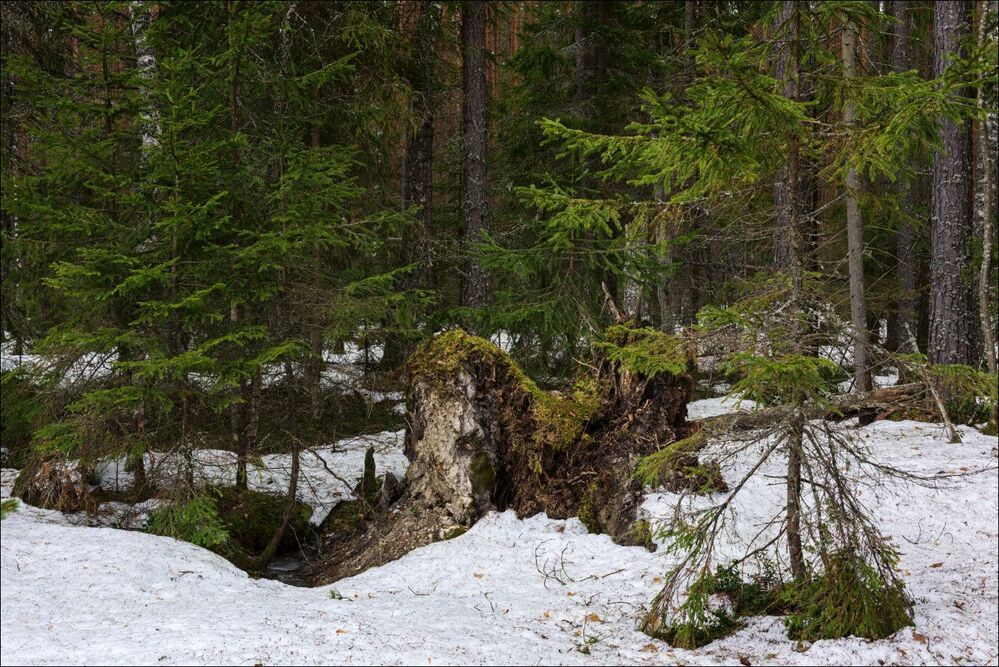 Зелень весеннего ельника