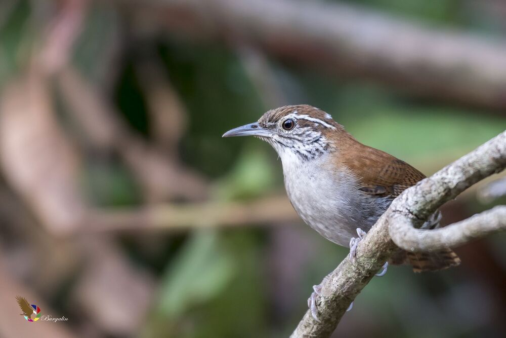 Rufous-and-white Wren (Thryophilus rufalbus) Soterrey Rufo y Blanco R
