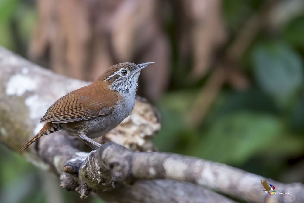 Rufous-and-white Wren (Thryophilus rufalbus) Soterrey Rufo y Blanco R